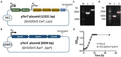Engineering a mevalonate pathway in Halomonas bluephagenesis for the production of lycopene